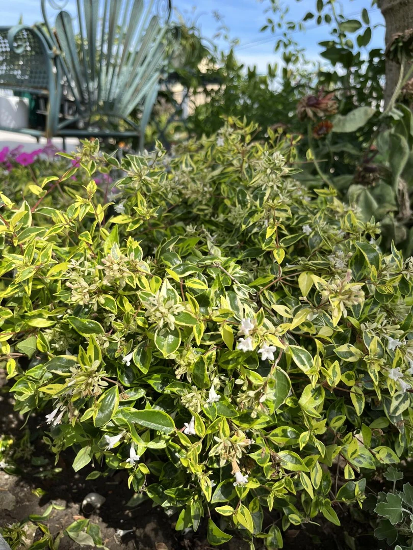 [大花六道木日出] 2加仑1盆 多年生灌木耐寒耐热地栽花境植物常绿