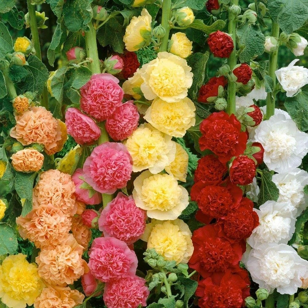 [宿根混色重瓣蜀葵] 1盆120口径