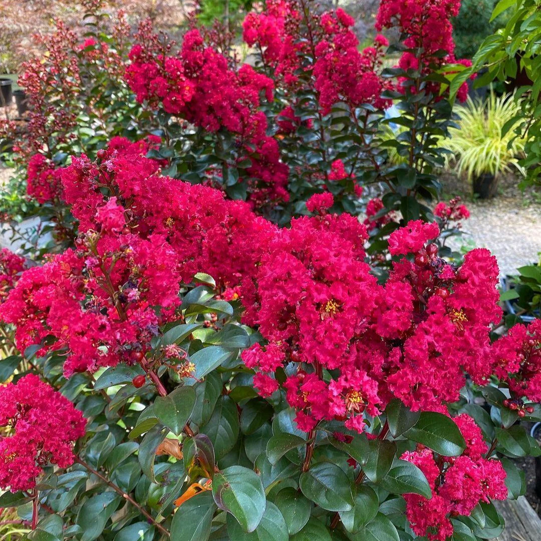 [紫薇樱桃摩卡]矮紫薇花夹竹桃灌木耐寒耐旱多年生