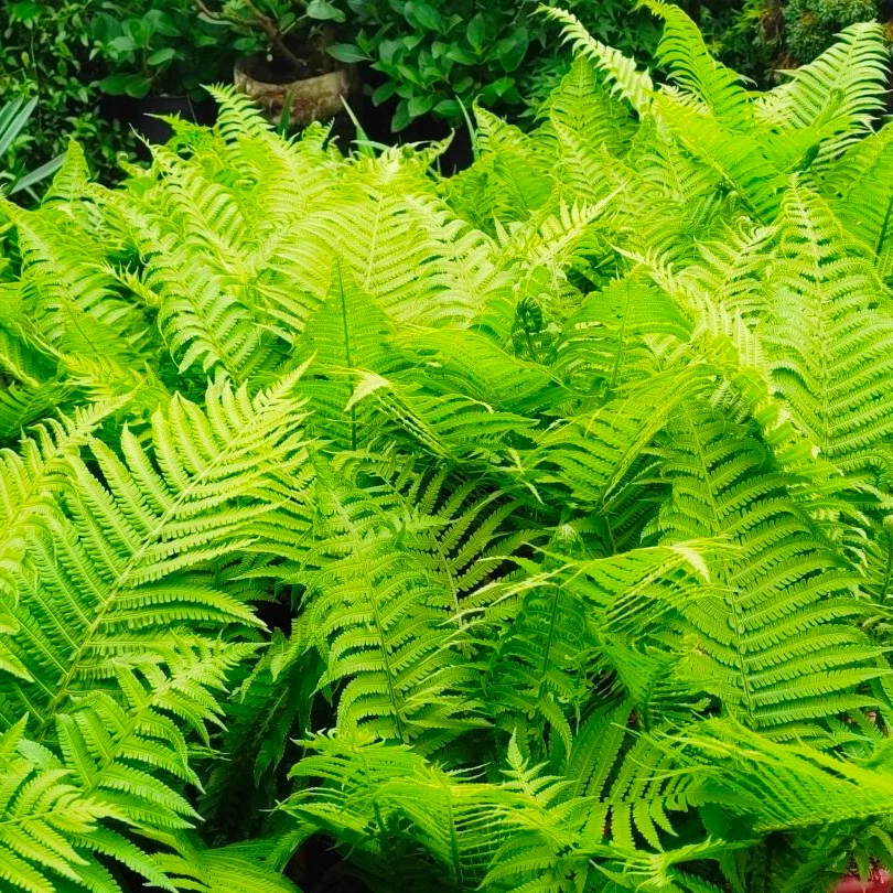 [荚果蕨] 1盆2加仑 蕨类植物庭院阳台多年生耐寒耐热耐半阴蕨类