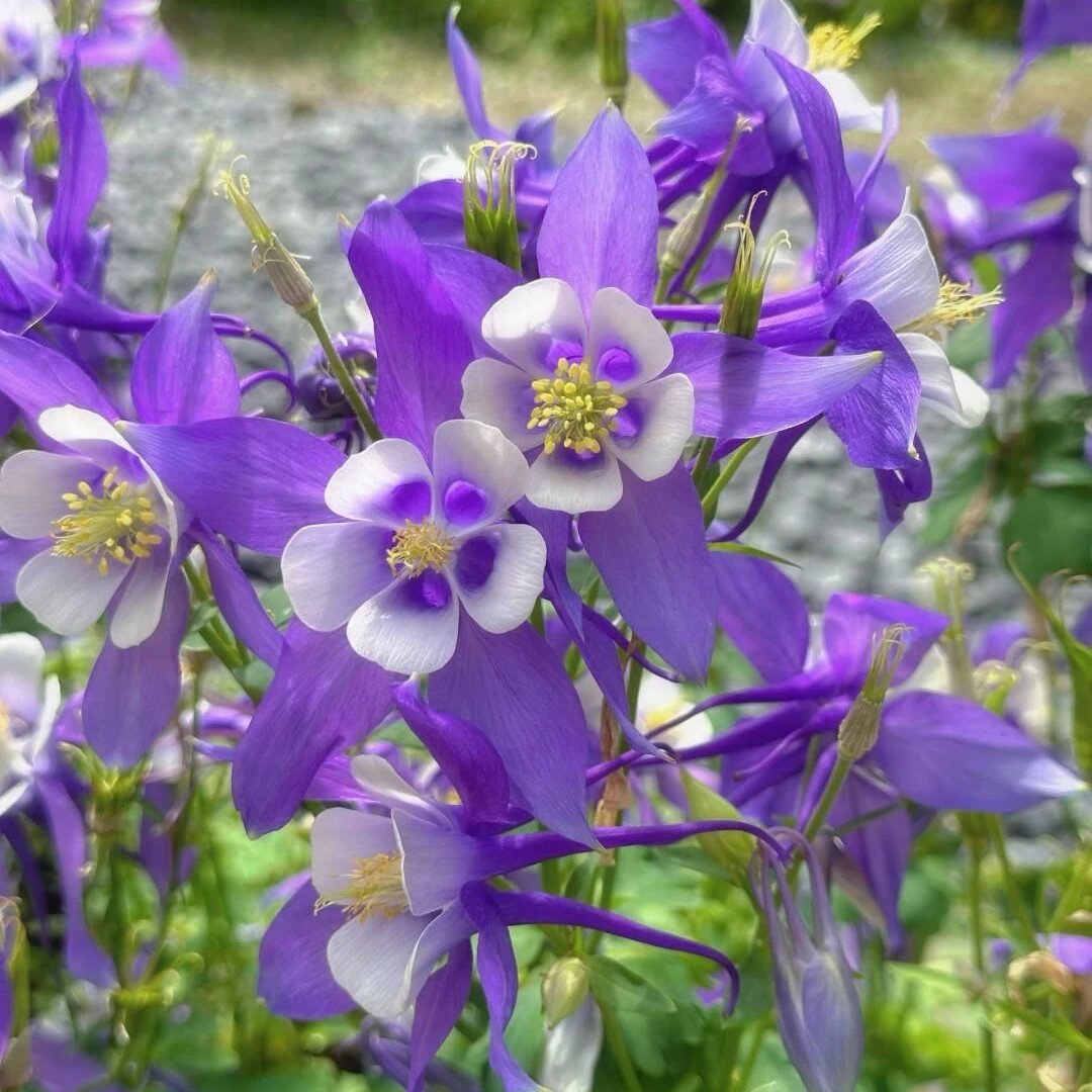 [耧斗菜] 1加仑口径1盆（四色自选）耐寒耐热多年生庭院花卉植物