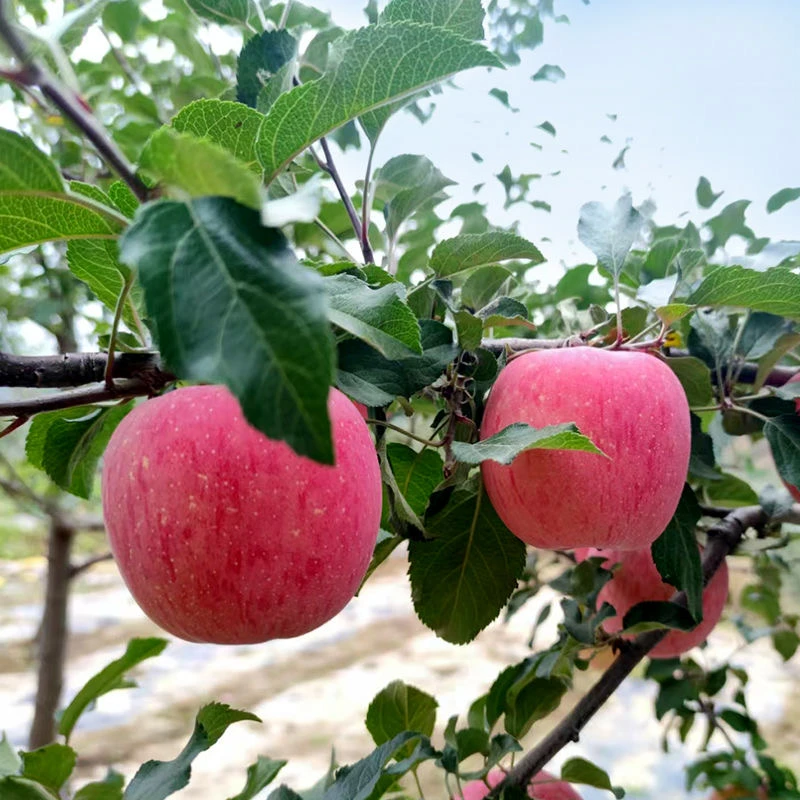 【辛平优选】【买5斤送5斤带箱9-10斤】陕西正宗高原新鲜红富士脆甜