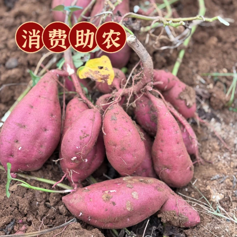 【淅礼·助农】农家白心红薯五斤装