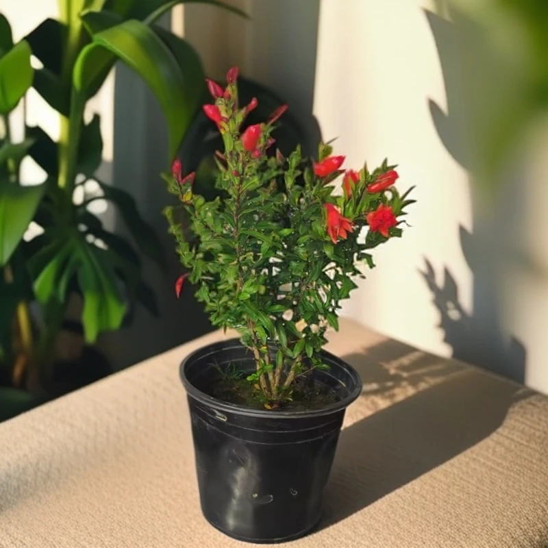 石榴花盆栽带花观赏果树苗室内客厅盆景四季开花庭院植物花卉好养