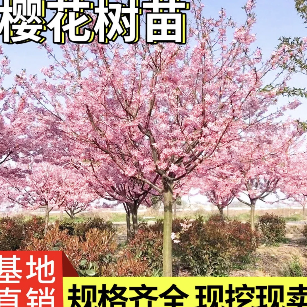 樱花树苗 现挖现发 一物一拍