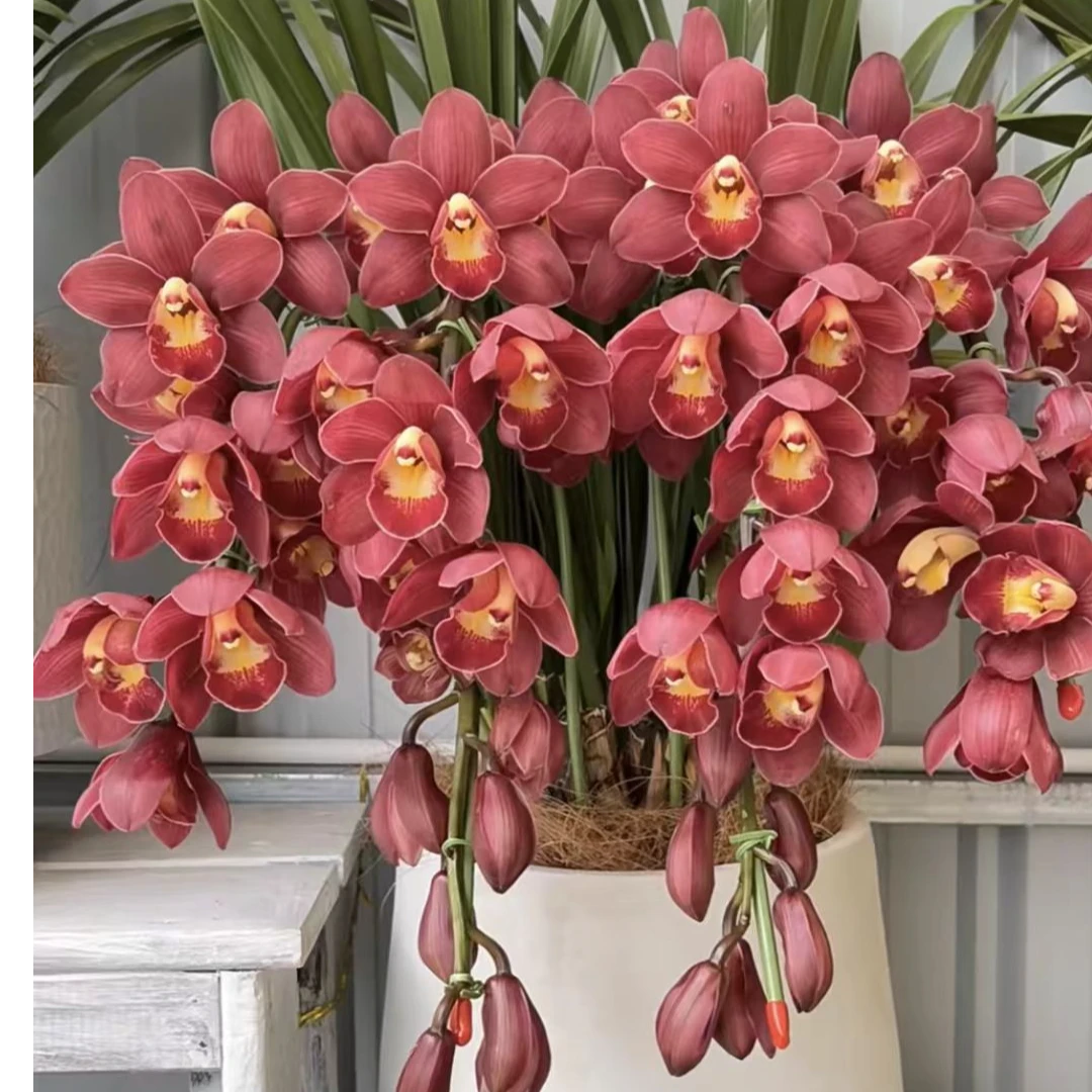 【大红袍】红色大花蕙兰年宵花盆栽