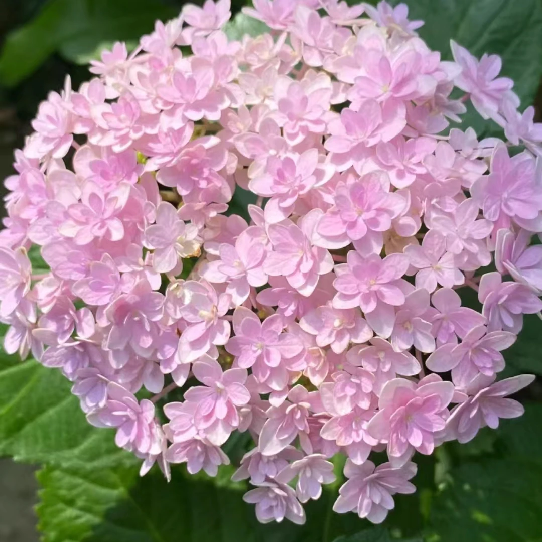 花手菊 绿植盆栽绣球花 云南发货 简单易养