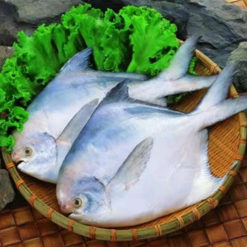 【年货节】深海金鲳鱼 1条约1.1斤