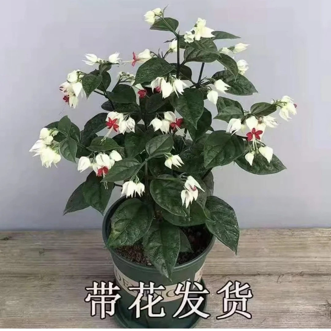 龙吐珠花苗盆栽室内外客厅阳台攀援四季开花观花爬藤养护带花植株