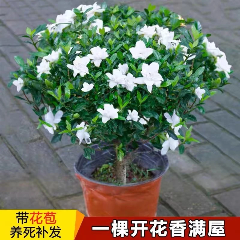栀子花盆栽小叶独杆雀舌栀子花树苗大颗牡丹浓香型带花苞花卉绿植