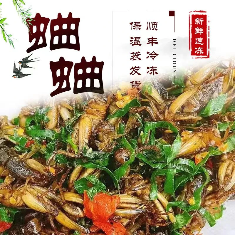食用蛐蛐土折子蟋蟀油葫芦香油瓶子今年新货蛐蛐蟋蟀顺丰快递