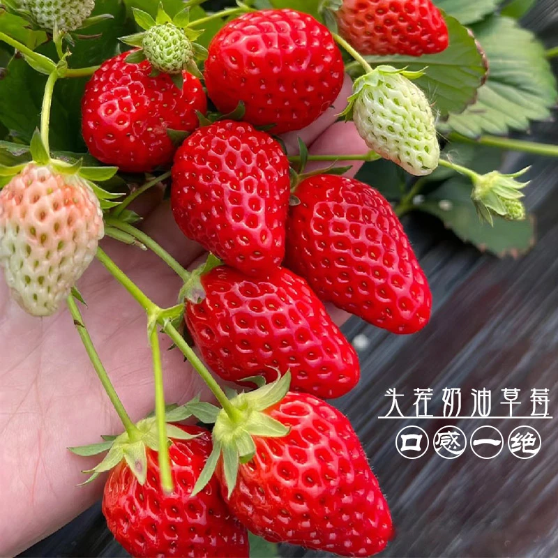 粉丝下单送半斤