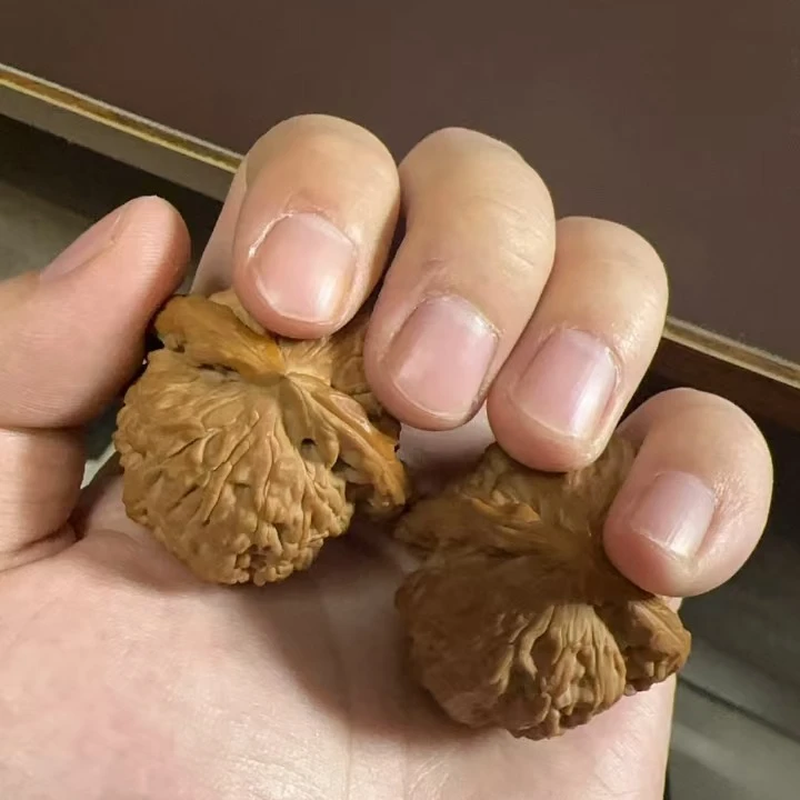 核桃杨（专拍核桃）