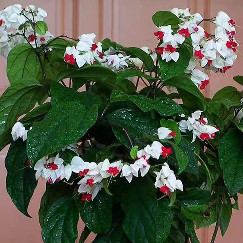 攀爬花卉带花发货龙吐珠盆栽花卉麒麟吐珠花室外阳台攀援观花植物