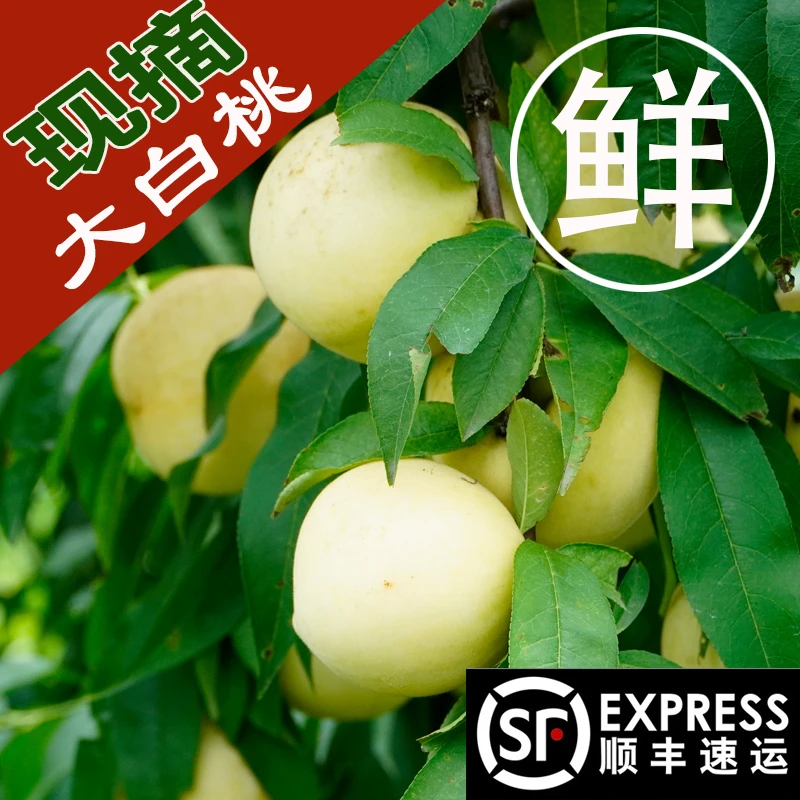 新鲜正宗大白桃桃子营养水果生鲜浙江绍兴特产现摘时令脆甜味