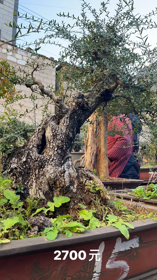 云南红芽清香-鬼柳-小石积-迎春等