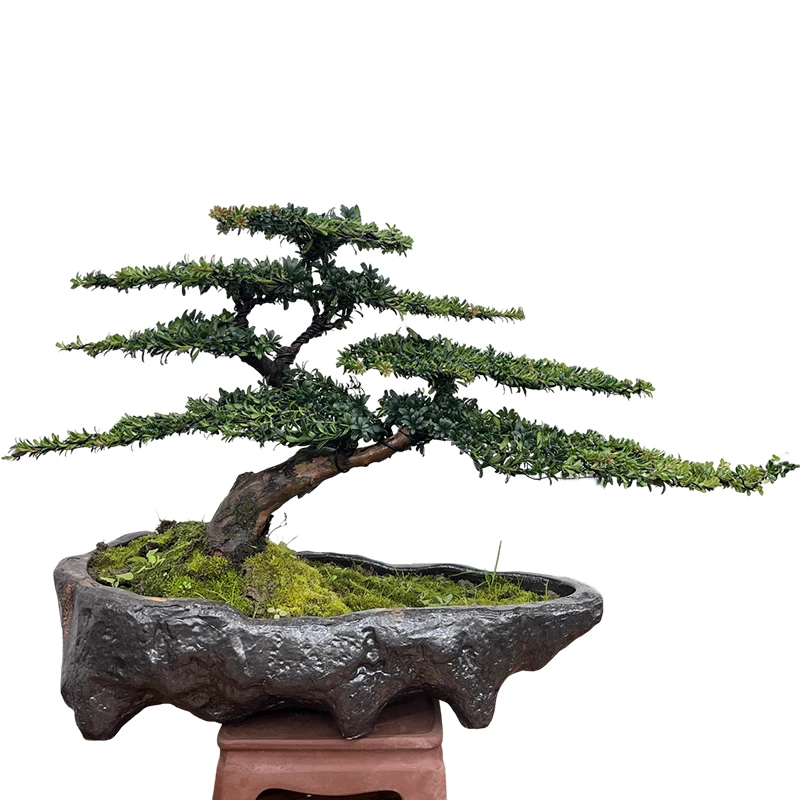 精品罗汉松【一物一拍】松柏老桩盆景室内室外养殖客厅庭院玄关盆栽