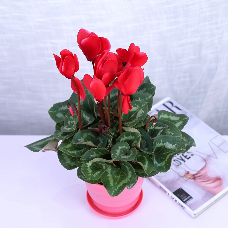 仙客来大苗盆栽花卉观花植物好养庭院室内带花带花苞发货四季开花
