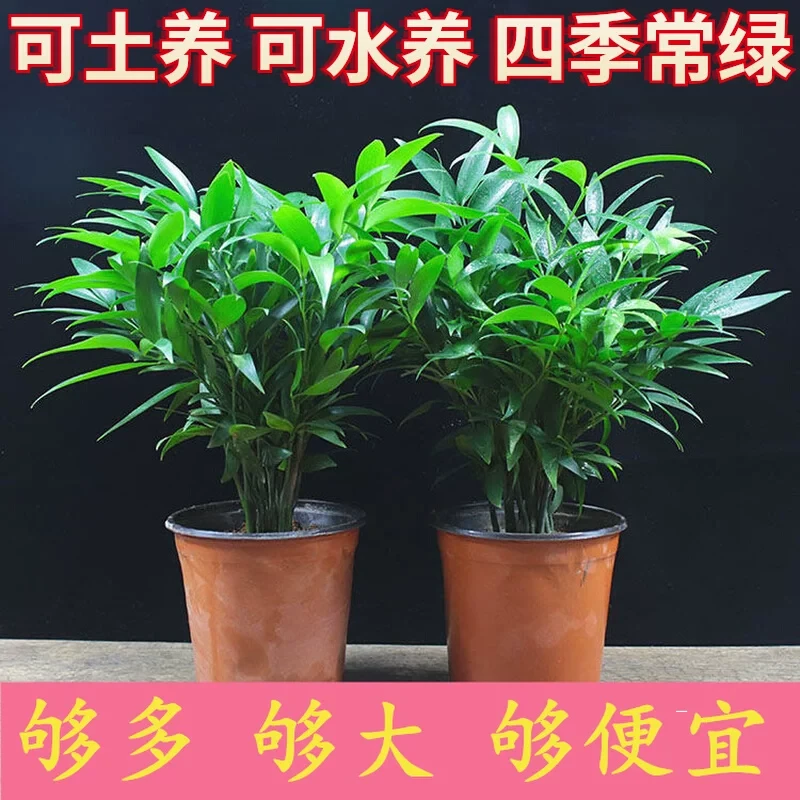 竹柏盆栽植物室内阳台好养绿植四季常青花卉平安竹桌面小盆栽