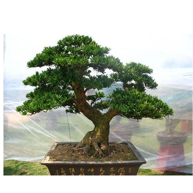 正宗罗汉松盆景老桩树苗庭院大树高端景观造型树大型雀舌松树盆栽