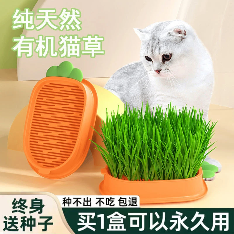 猫草懒人无土水培猫咪草化毛排毛神器吐毛草盆栽猫草成品种植种子