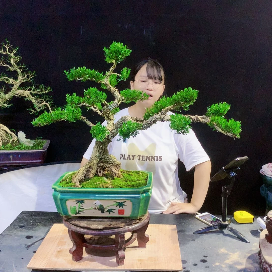 黄杨盆景一物一拍