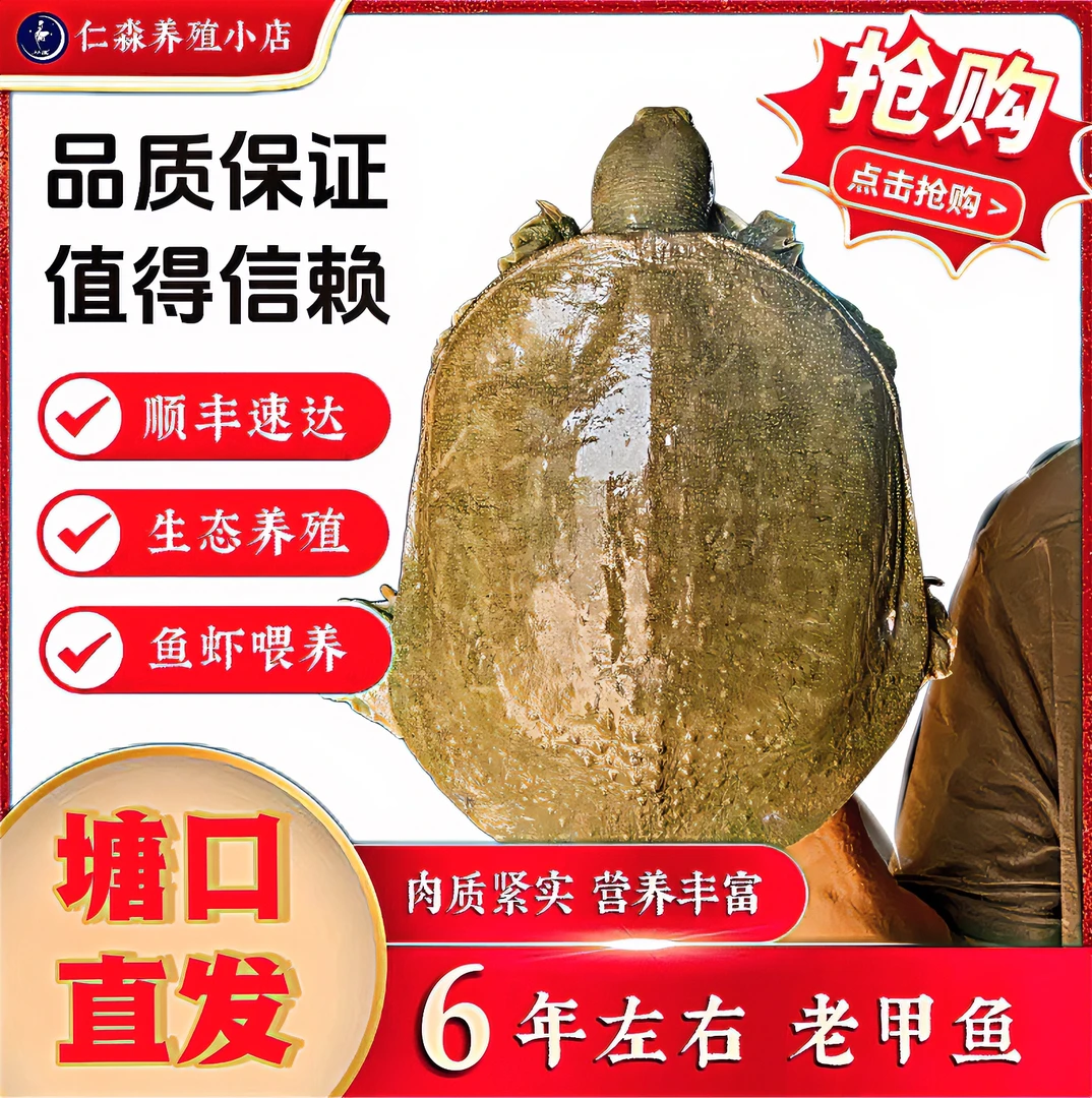 甲鱼户外散养半野生古黄河流域生态肉质营养丰富制品保鲜冷链发货