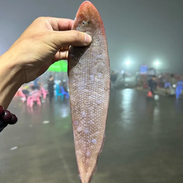 惠来神泉港红婵龙利。