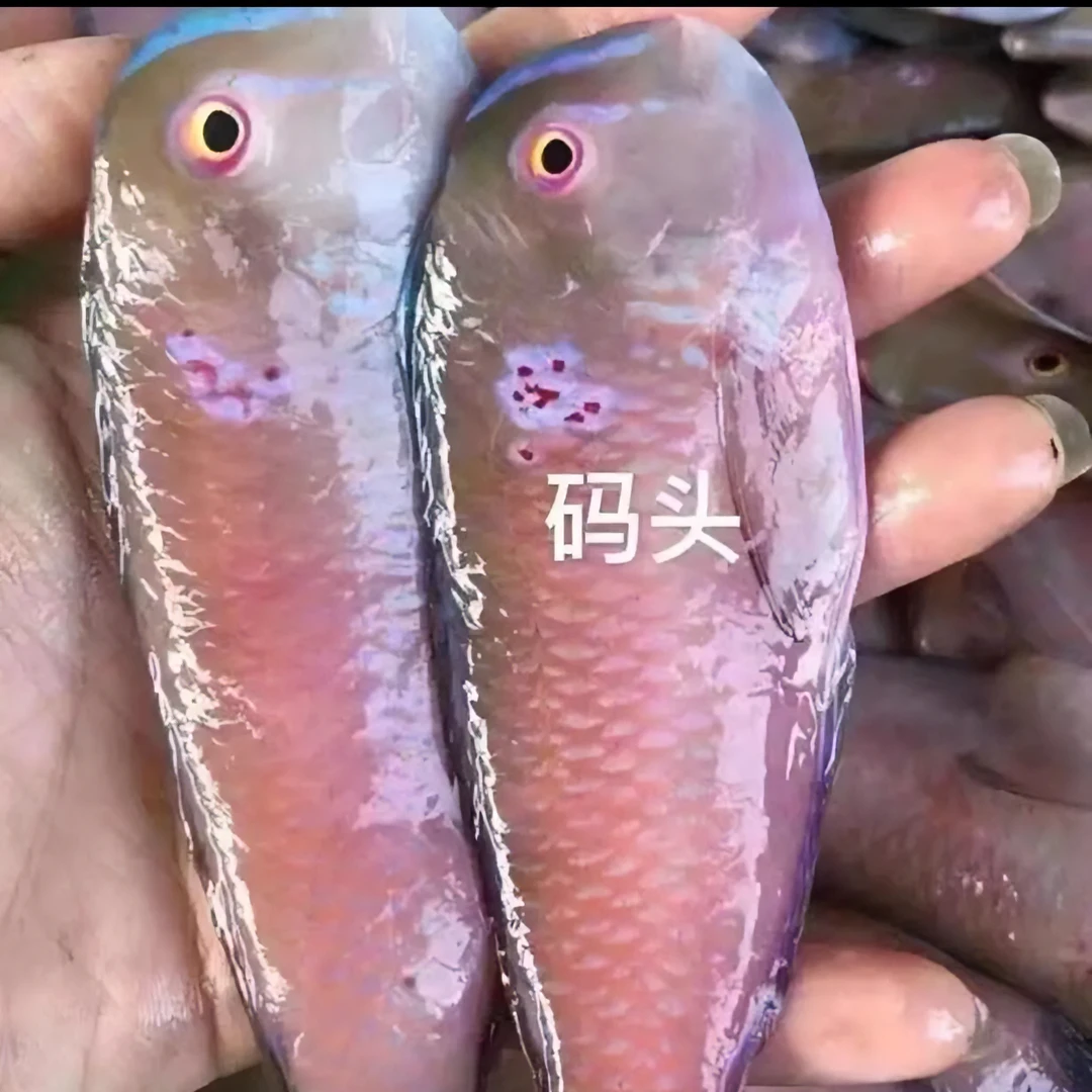 惠来神泉本港扫网中马头鱼。