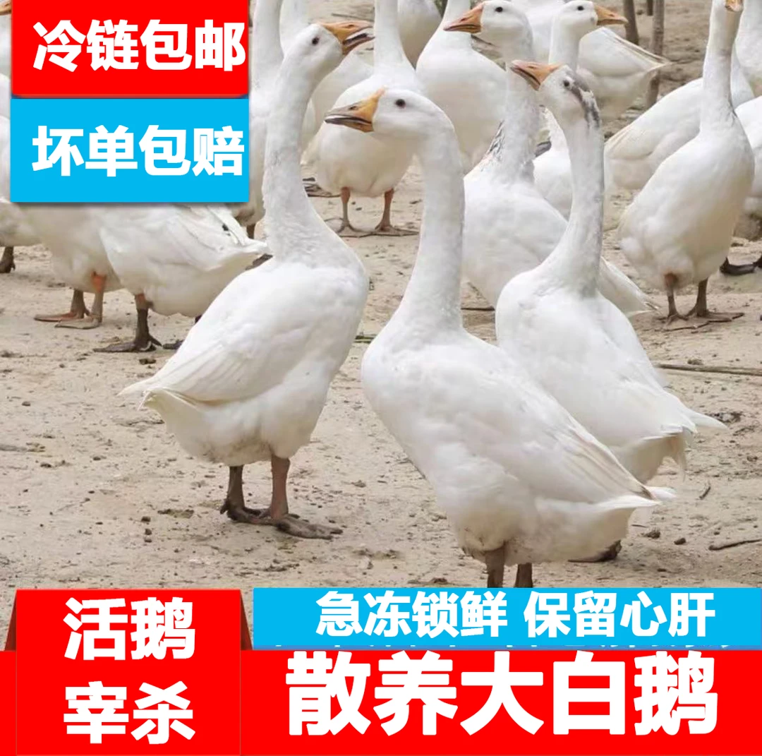 【京东冷链】散养白鹅肉两只杀后净重共约9-10斤左右带心肝送货上门