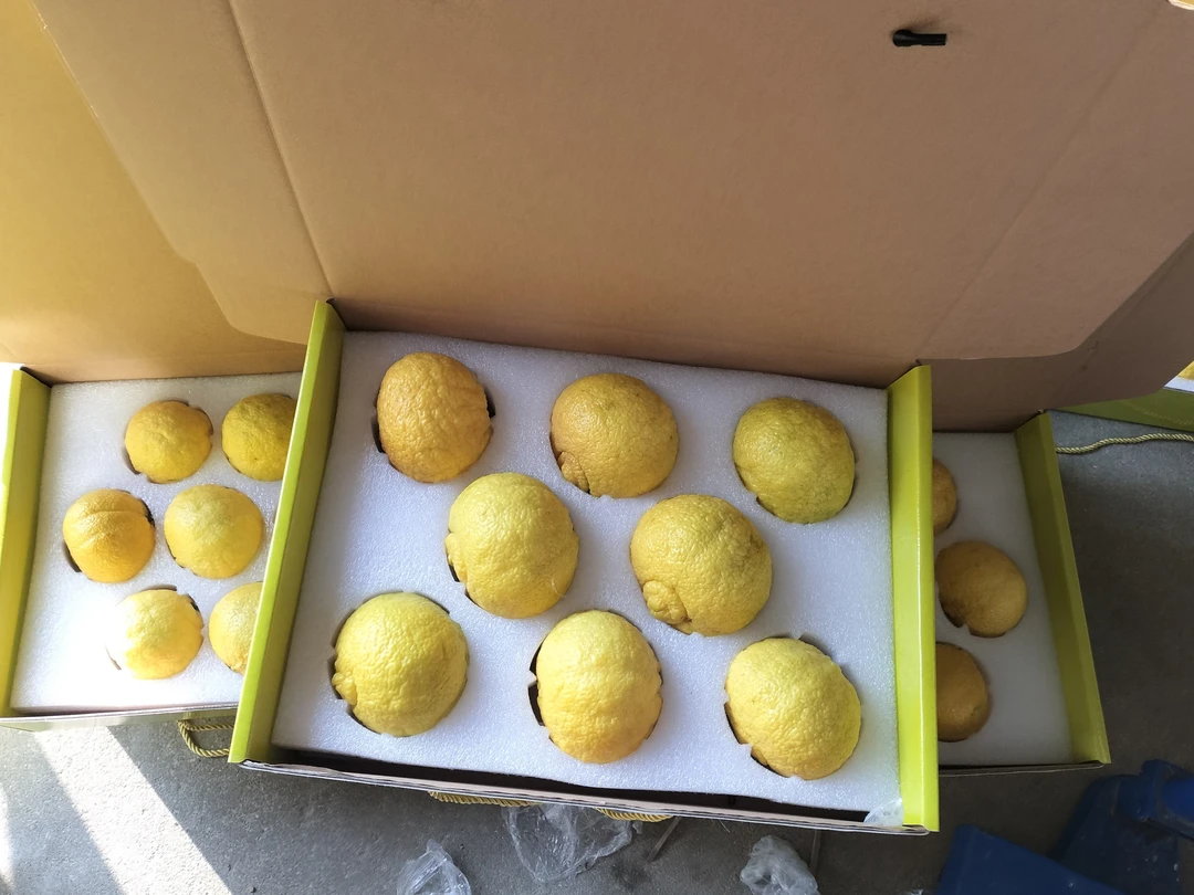 产地直发【象山青】清甜爽口十分解腻8-12个装备注即可