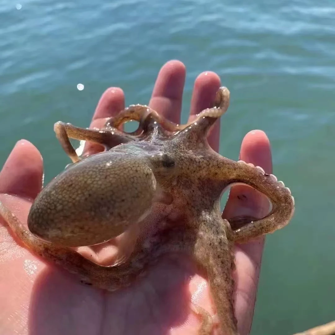 【小爱推荐】短腿八爪鱼 一斤10来条 发*3斤  新鲜速冻 连云港发货