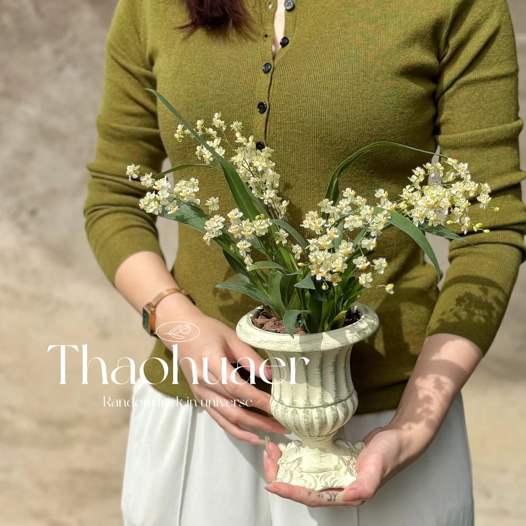 文心兰梦香兰 冬季耐寒植物 好养浓香开花盆栽 年宵花