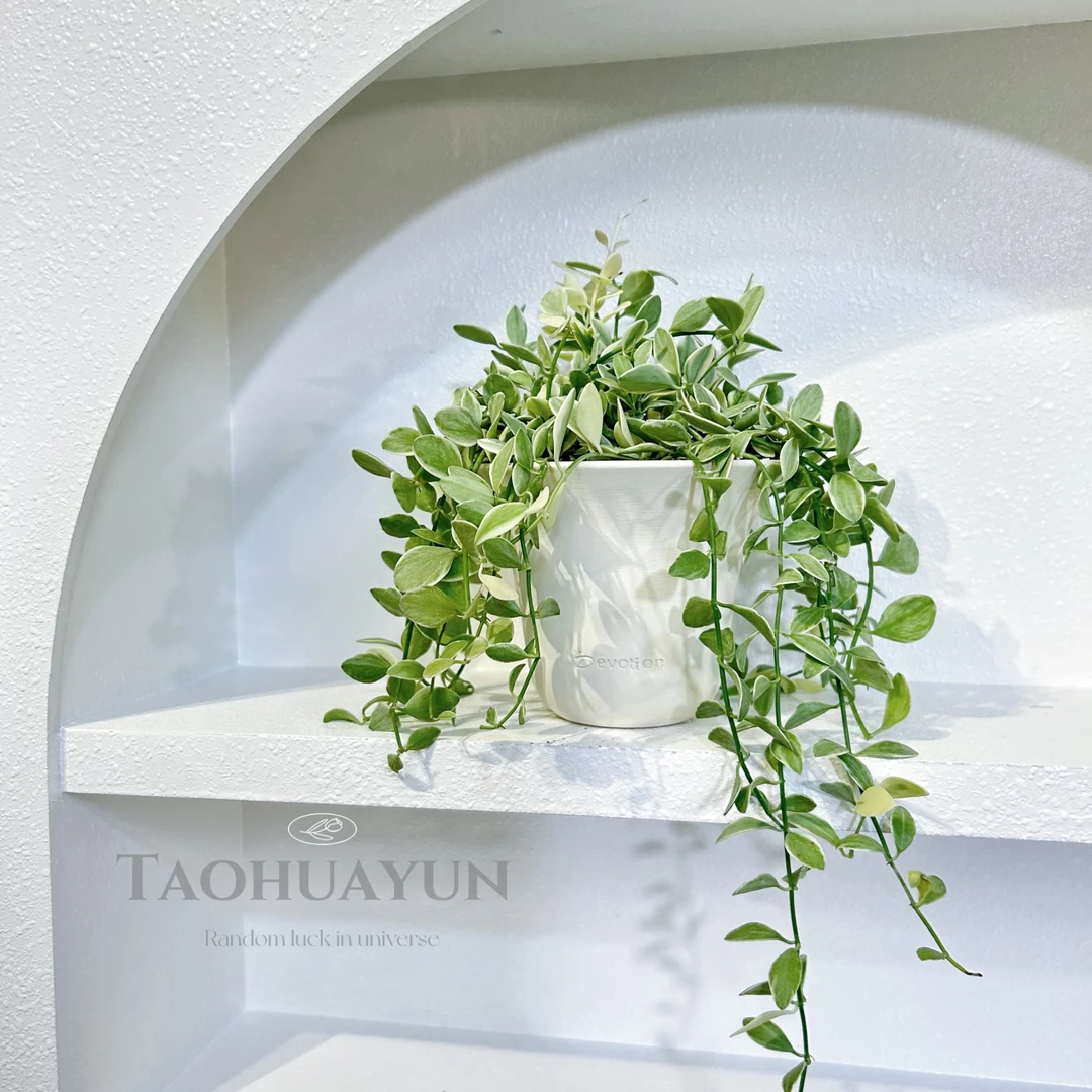 花叶翡翠盆栽植物室内阳台好养绿植花卉四季常青