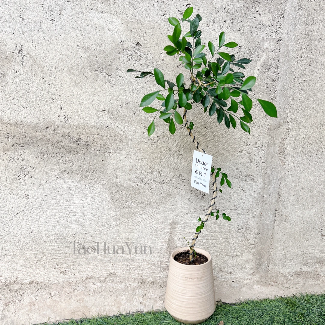 造型七里香盆栽室内阳台桌面绿植花卉四季常青