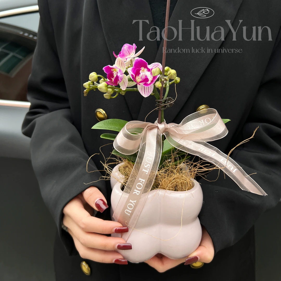 稀有品种三生三世蝴蝶兰专业培育基地盆栽带花苞绿植室内四季好养