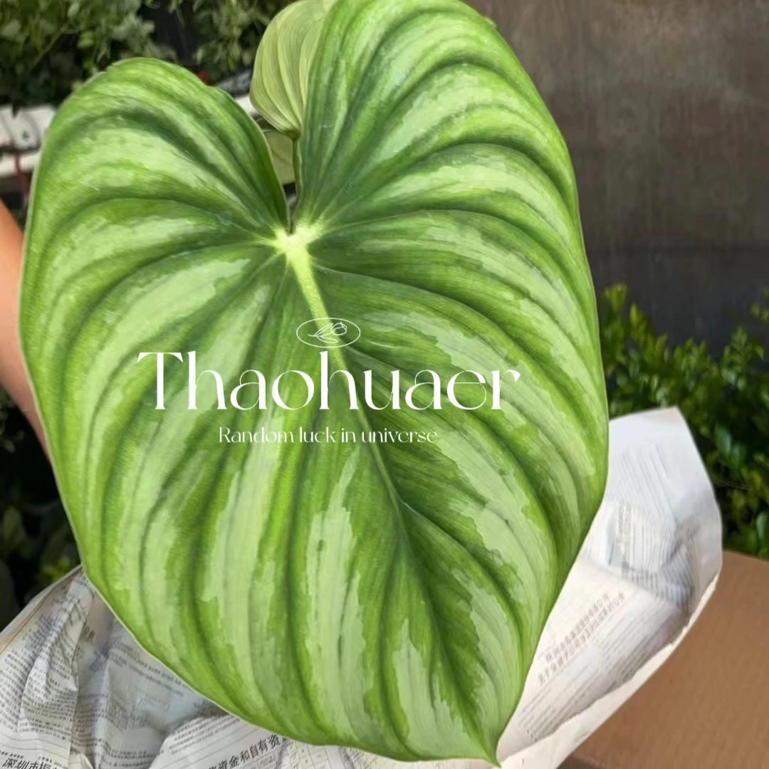 西瓜碧波奇特观叶绿植花卉盆栽办公室内电脑桌面吸甲醛