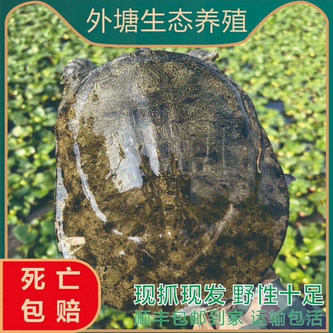 【精品公鱼】洞庭湖畔大湖面外塘生态散养年份甲鱼，包邮包活