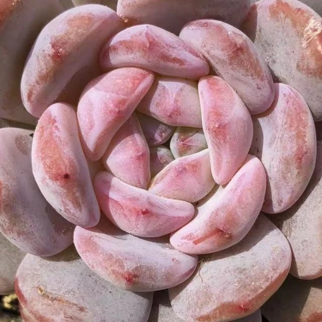 糖心雪天使橙梦露【两单包邮】以直播间为准