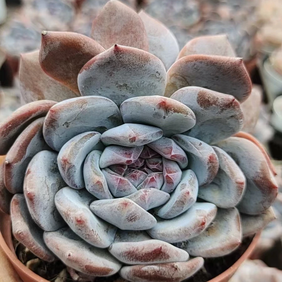 精控石榴籽双头星影橙梦露3颗（多肉植物）以直播间为准
