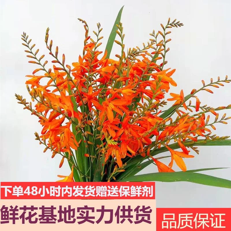 云南火焰兰鲜花直批婚庆布置花店摆摊用花社区团购用花货源