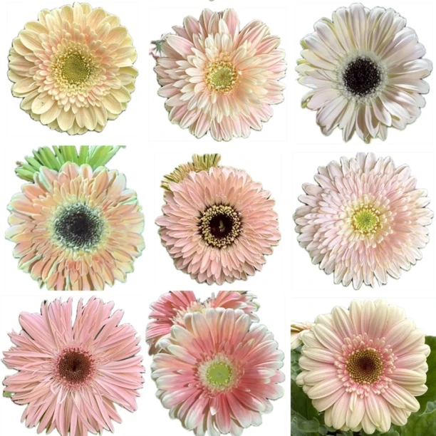 【左左】矮杆非洲菊扶郎花好养一年四季开花多年生