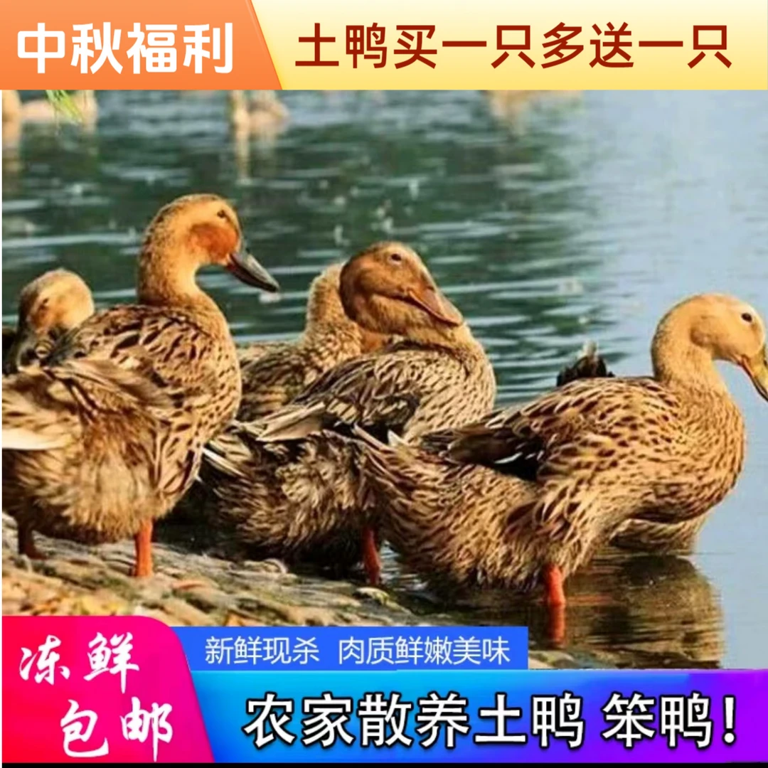 中秋福利【买一只多送一只】农家土鸭无内脏去爪翅2只宰杀带箱5斤