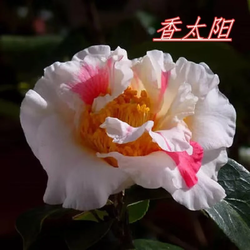 香太阳茶花微香型一树多色盆栽带花苞庭院稀有名贵正品永福建龙岩