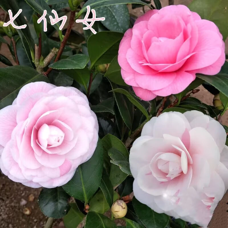 七仙女茶花又名大五宝一花多色品种山茶传统老品种年宵花卉带花苞