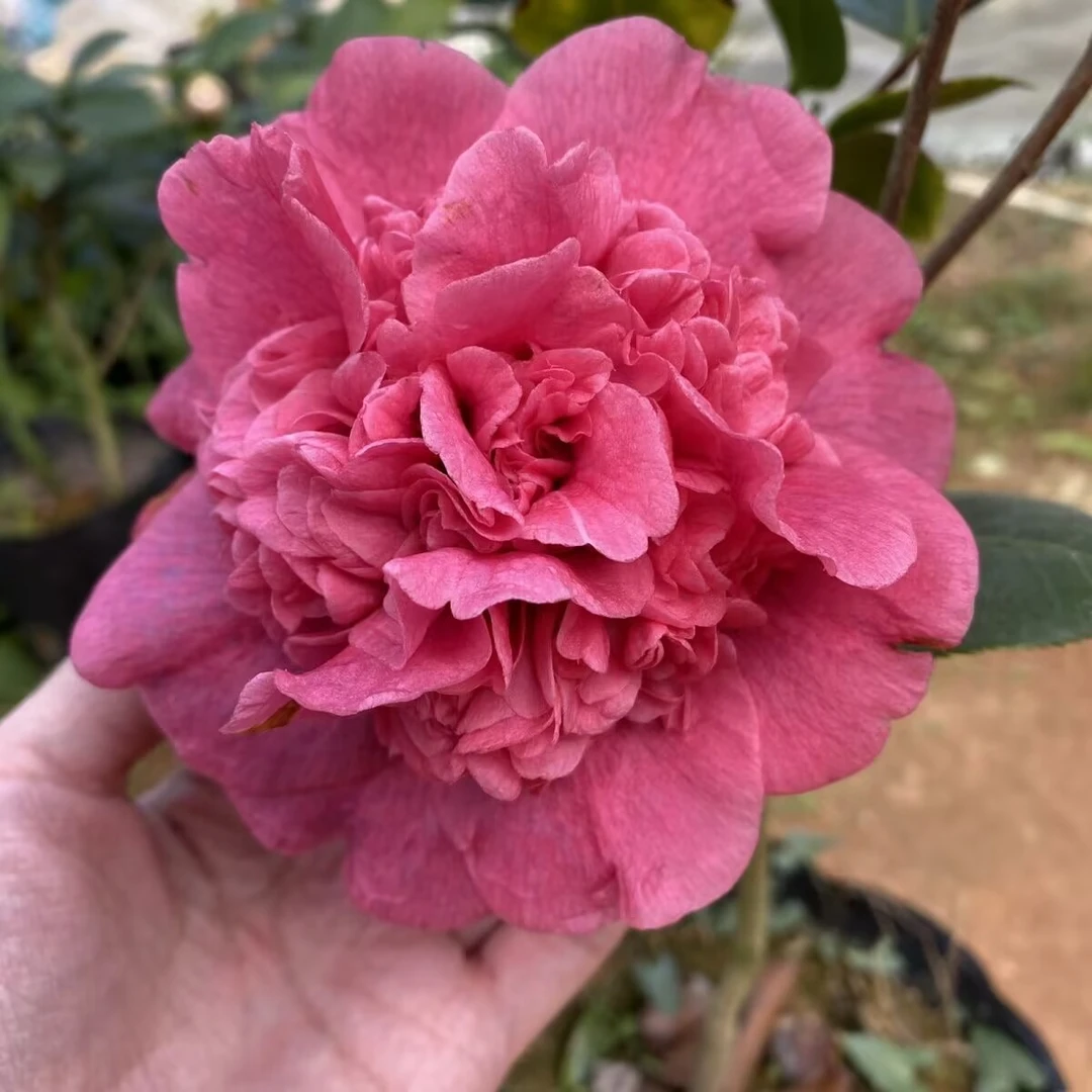 紫色埃及艳后茶花树苗盆栽带花苞阳台客厅庭院室内绿植花卉防辐射