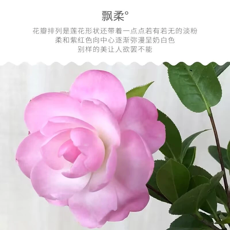 飘柔茶花梦幻花色又名粉红色的回忆阳台庭院客厅名贵绿植盆栽花卉