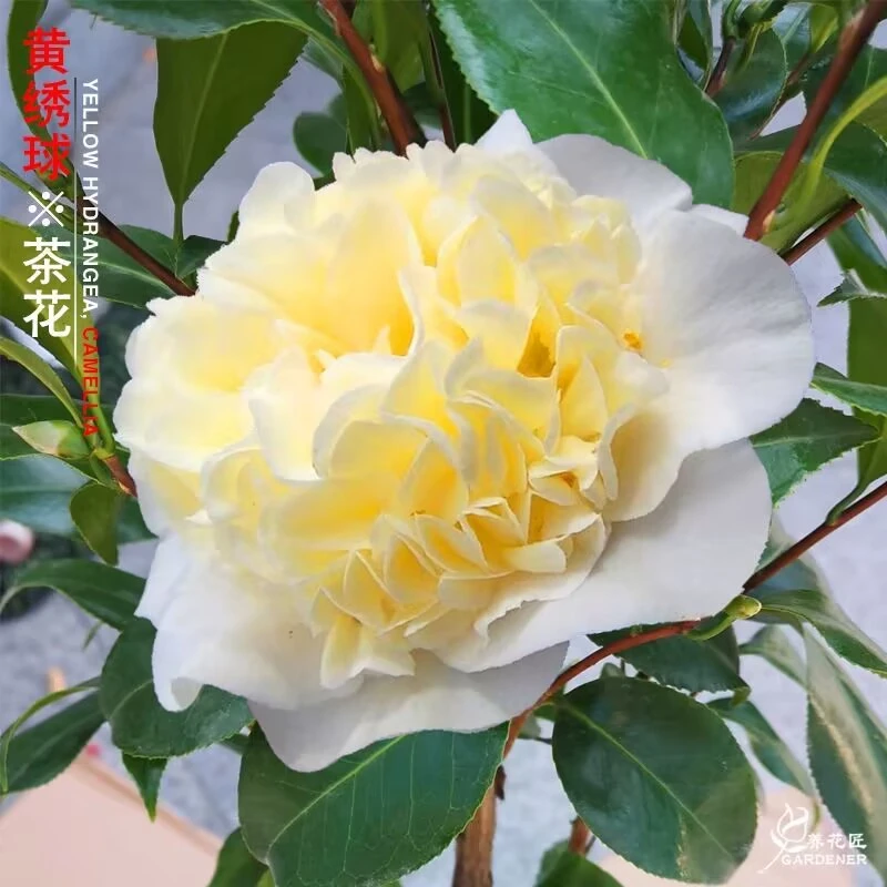 黄绣球名贵品种茶花稀有品种福建龙岩花卉绿植阳台庭院盆栽正品黄
