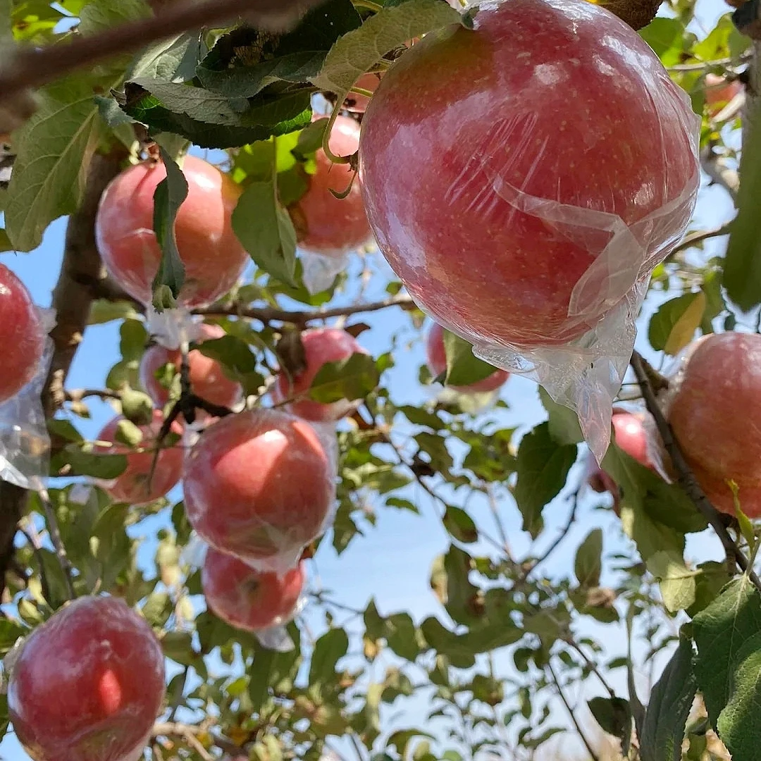 山西红富士苹果2024头茬新果冰糖心丑苹果现摘现发水果整箱包邮