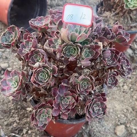 多肉植物大安娜08